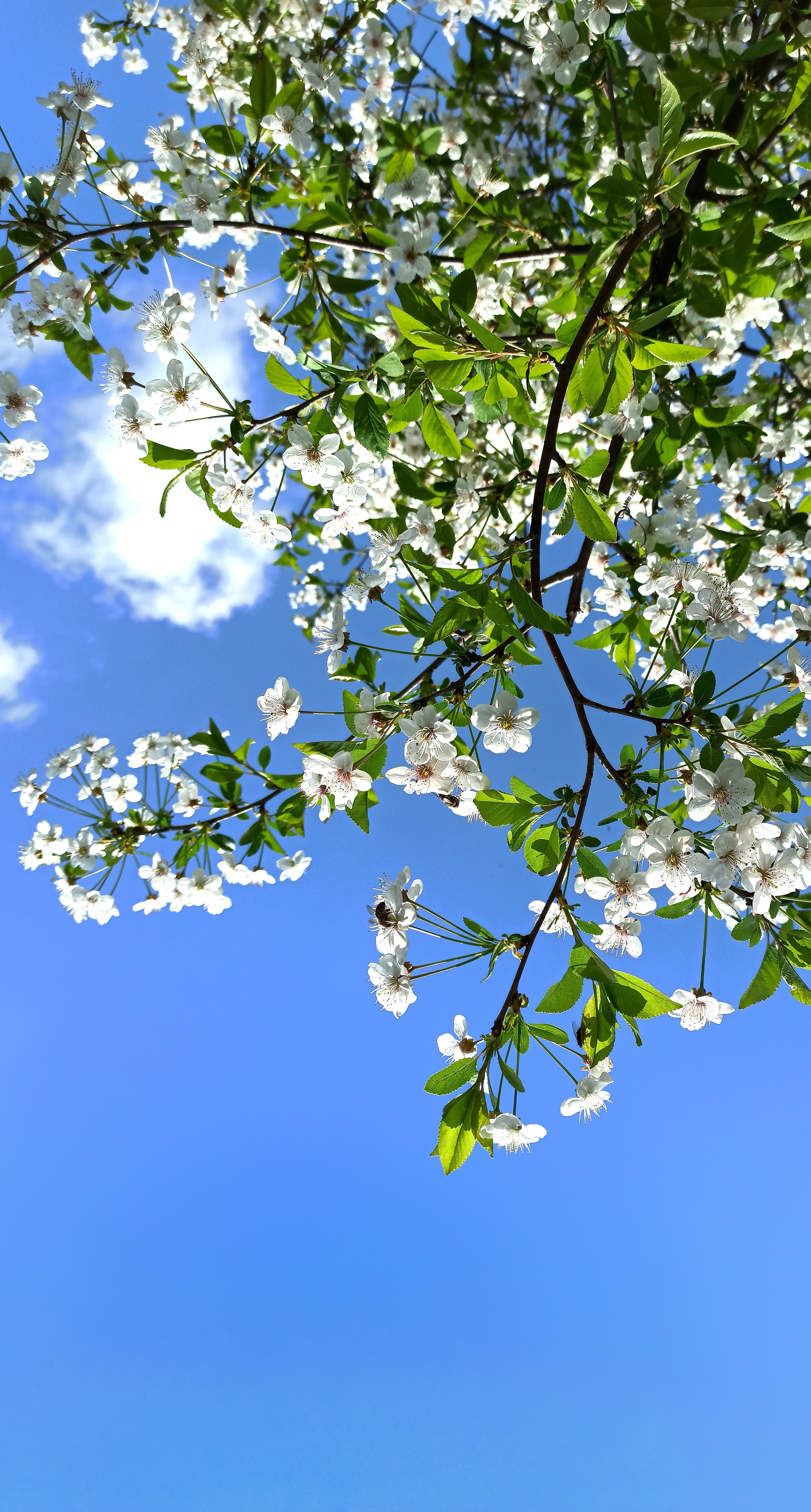 Blue sky with blooming green tree in front